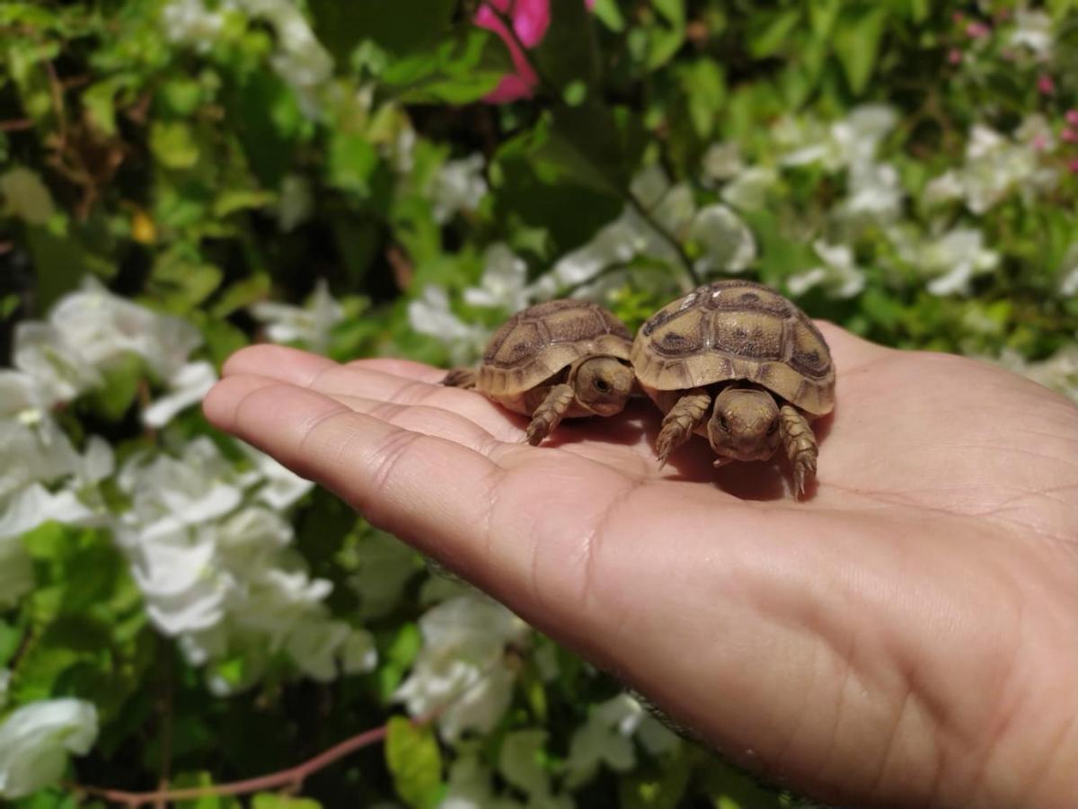 Lotus Turtle Garden Eilat Lejlighed Eksteriør billede