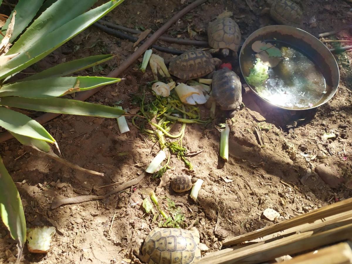 Lotus Turtle Garden Eilat Lejlighed Eksteriør billede